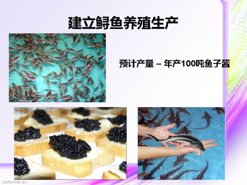 建立鲟鱼养殖生产 预计产量 – 年产100吨鱼子酱